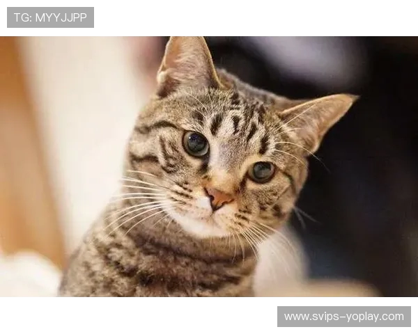 和猫咪玩游戏后给它奖励零食是否有助于增进感情和训练反应能力 和猫咪玩游戏后给它奖励零食是否有助于增进感情和训练反应能力